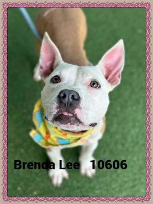 Primary Color Brown Secondary Color White Weight 353125lbs Age 0yrs 6mths 1wks