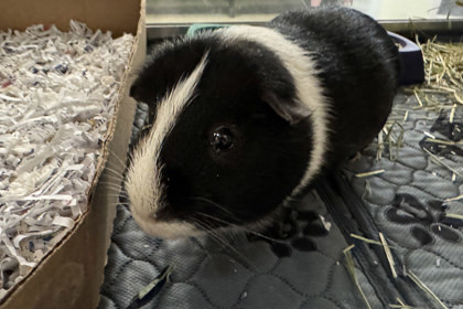 Brownie