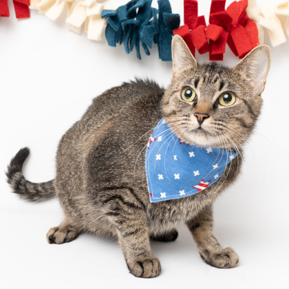 Loon, an adoptable Domestic Short Hair in Caldwell, ID, 83607 | Photo Image 1