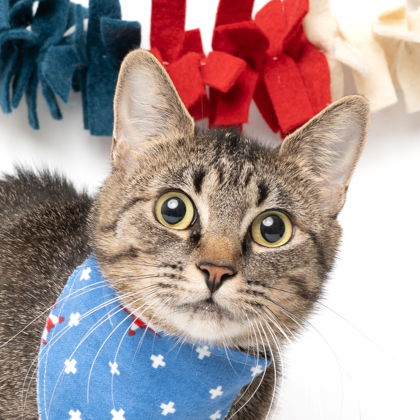 Loon, an adoptable Domestic Short Hair in Caldwell, ID, 83607 | Photo Image 2