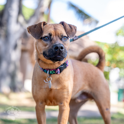 Luca, an adoptable Mixed Breed in Honolulu, HI, 96826 | Photo Image 1