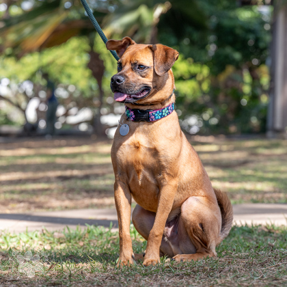 Luca, an adoptable Mixed Breed in Honolulu, HI, 96826 | Photo Image 2
