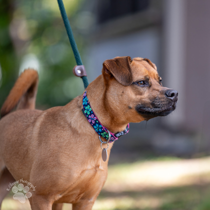 Luca, an adoptable Mixed Breed in Honolulu, HI, 96826 | Photo Image 3