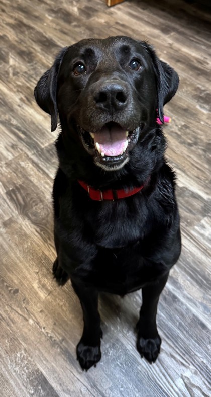Jet, an adoptable Labrador Retriever, Mixed Breed in Willmar, MN, 56201 | Photo Image 1
