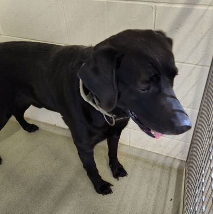 Jet, an adoptable Labrador Retriever, Mixed Breed in Willmar, MN, 56201 | Photo Image 2