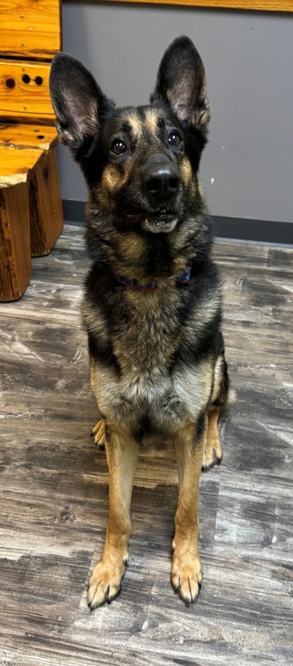 Moose, an adoptable German Shepherd Dog, Mixed Breed in Willmar, MN, 56201 | Photo Image 1