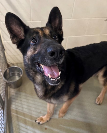 Moose, an adoptable German Shepherd Dog, Mixed Breed in Willmar, MN, 56201 | Photo Image 2
