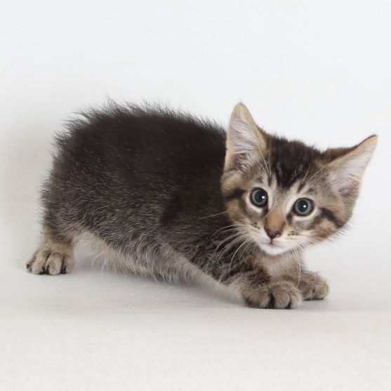 Elm, an adoptable Domestic Short Hair in Redding, CA, 96099 | Photo Image 1