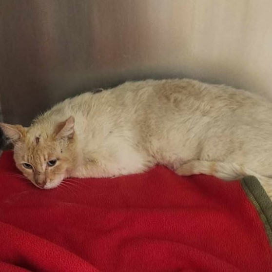 Casper, an adoptable Domestic Short Hair in Redding, CA, 96099 | Photo Image 1