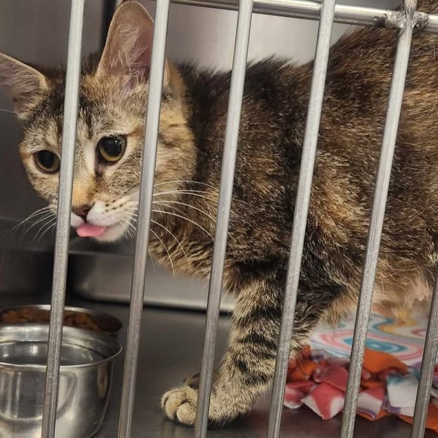 Little Lady, an adoptable Domestic Short Hair in Redding, CA, 96099 | Photo Image 1