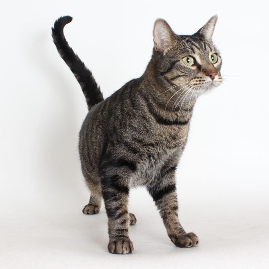 William, an adoptable Domestic Short Hair in Redding, CA, 96099 | Photo Image 1