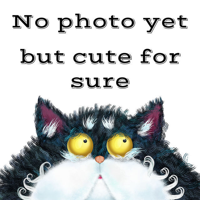 Manny, an adoptable Domestic Short Hair in Redding, CA, 96099 | Photo Image 3
