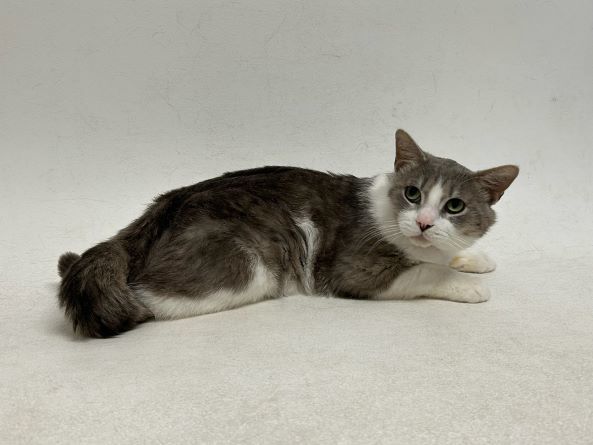 Jace, an adoptable Domestic Short Hair in Redding, CA, 96099 | Photo Image 1