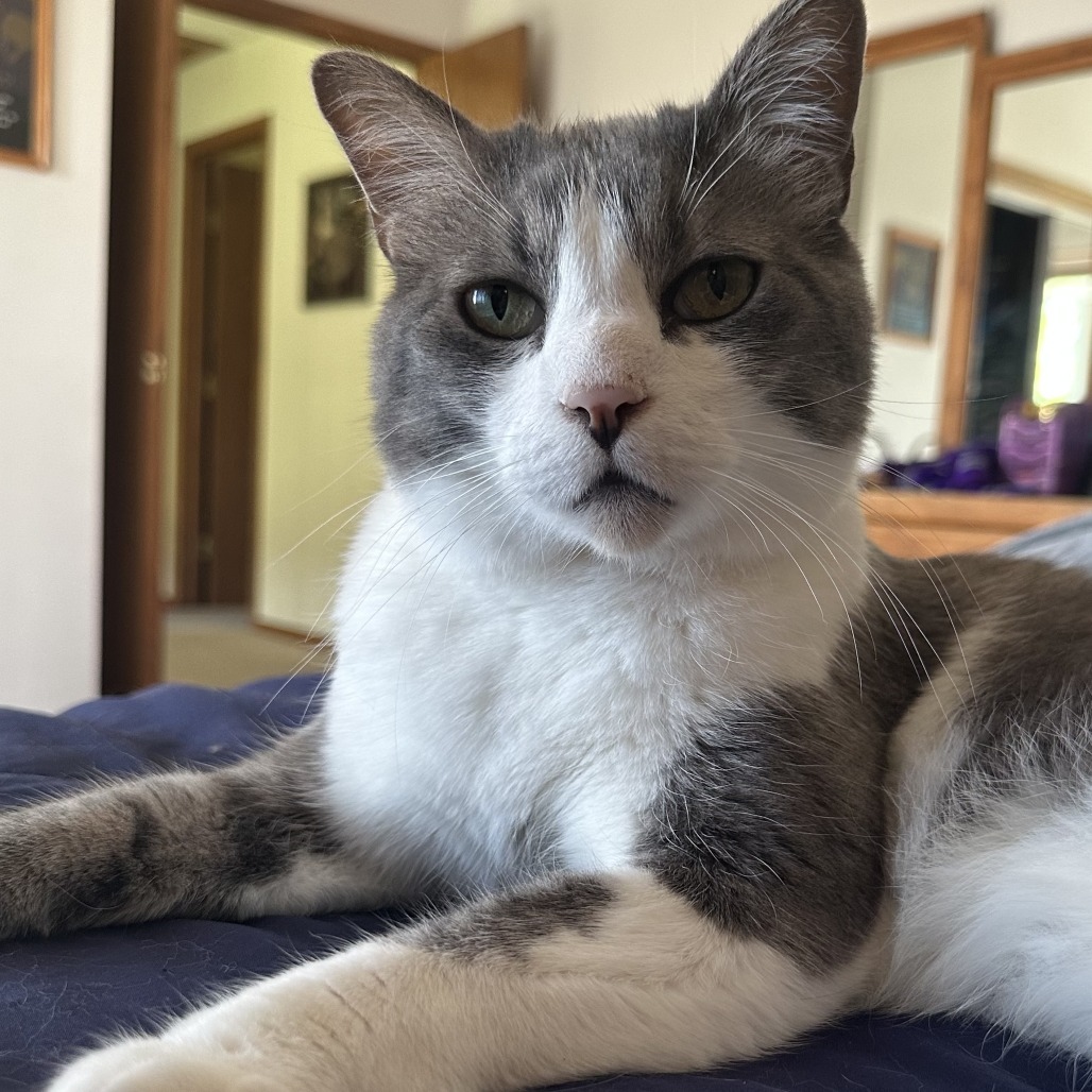 Buddy, an adoptable Domestic Short Hair in Wichita, KS, 67208 | Photo Image 1