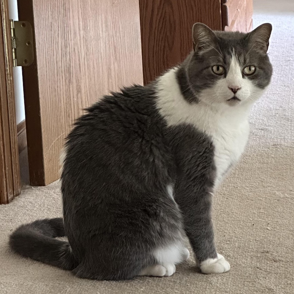 Buddy, an adoptable Domestic Short Hair in Wichita, KS, 67208 | Photo Image 2
