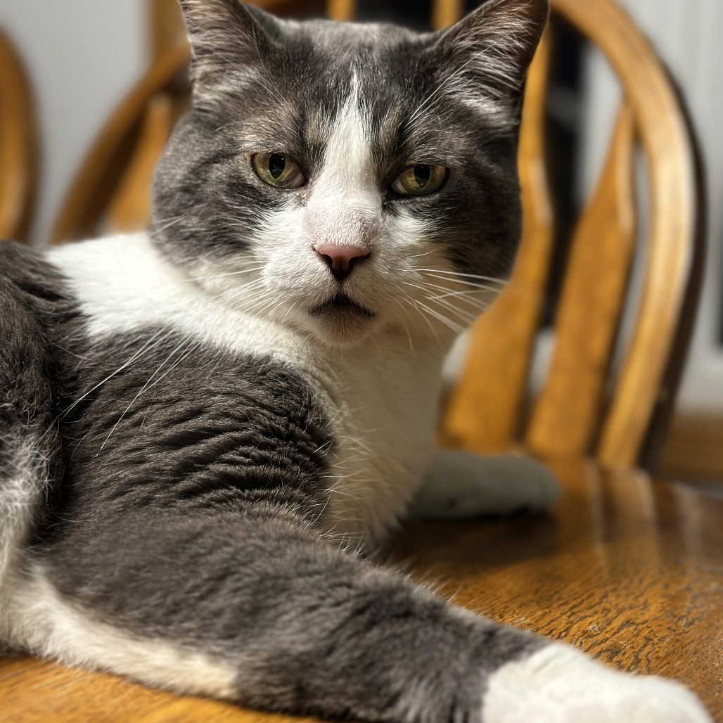 Buddy, an adoptable Domestic Short Hair in Wichita, KS, 67208 | Photo Image 3