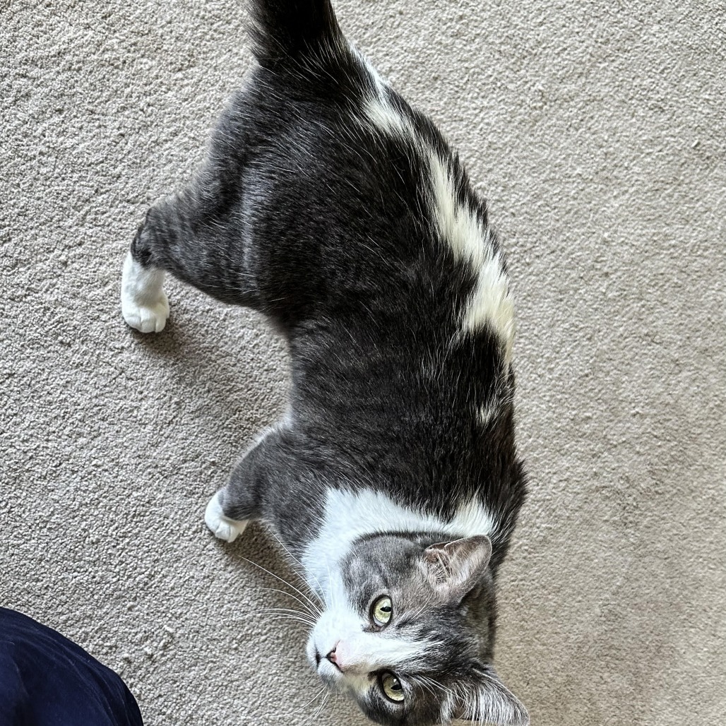 Buddy, an adoptable Domestic Short Hair in Wichita, KS, 67208 | Photo Image 4