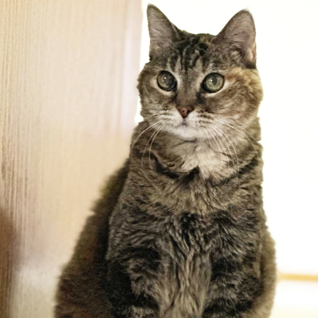 Suzi, an adoptable Domestic Short Hair in Wichita, KS, 67208 | Photo Image 1