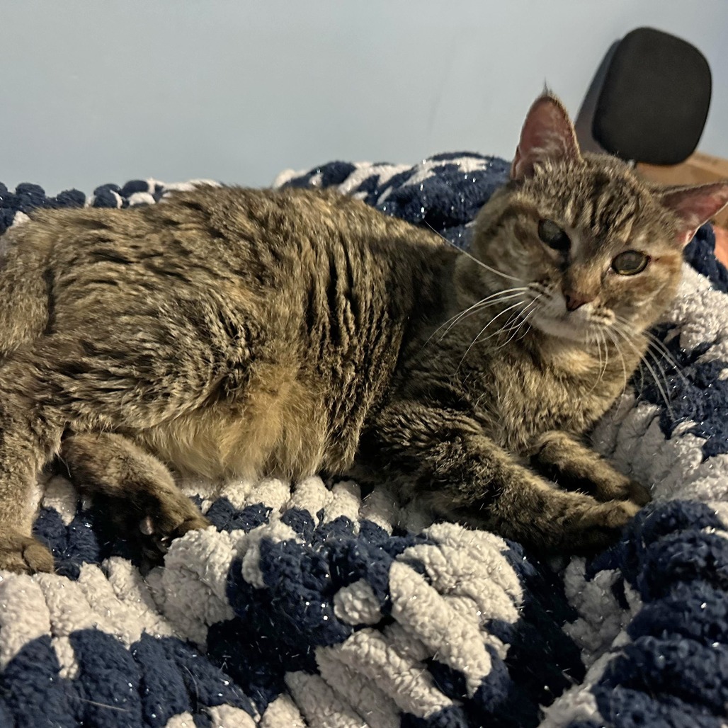 Suzi, an adoptable Domestic Short Hair in Wichita, KS, 67208 | Photo Image 2