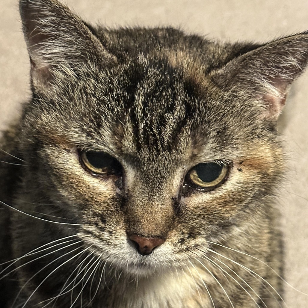 Suzi, an adoptable Domestic Short Hair in Wichita, KS, 67208 | Photo Image 3