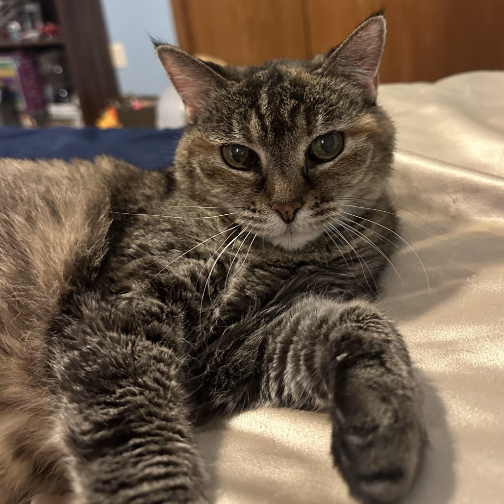 Suzi, an adoptable Domestic Short Hair in Wichita, KS, 67208 | Photo Image 4