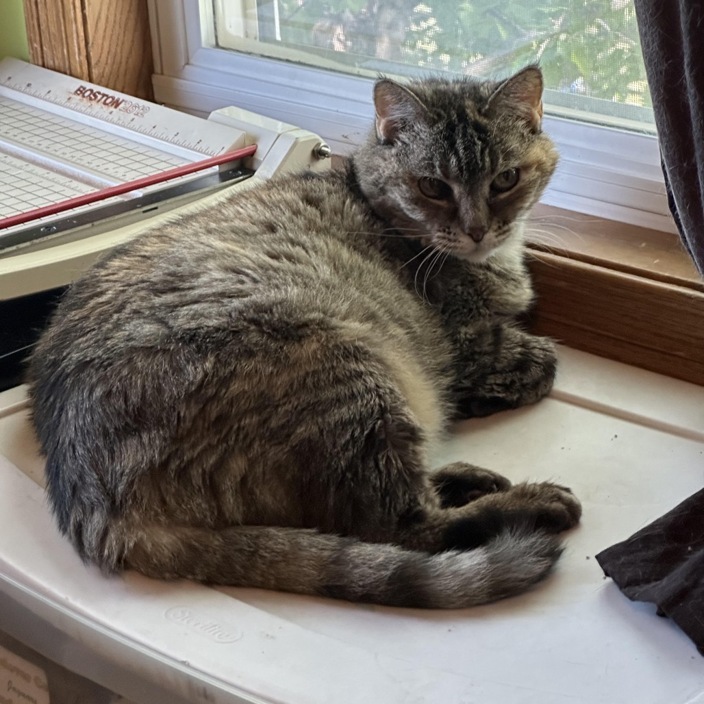 Suzi, an adoptable Domestic Short Hair in Wichita, KS, 67208 | Photo Image 5