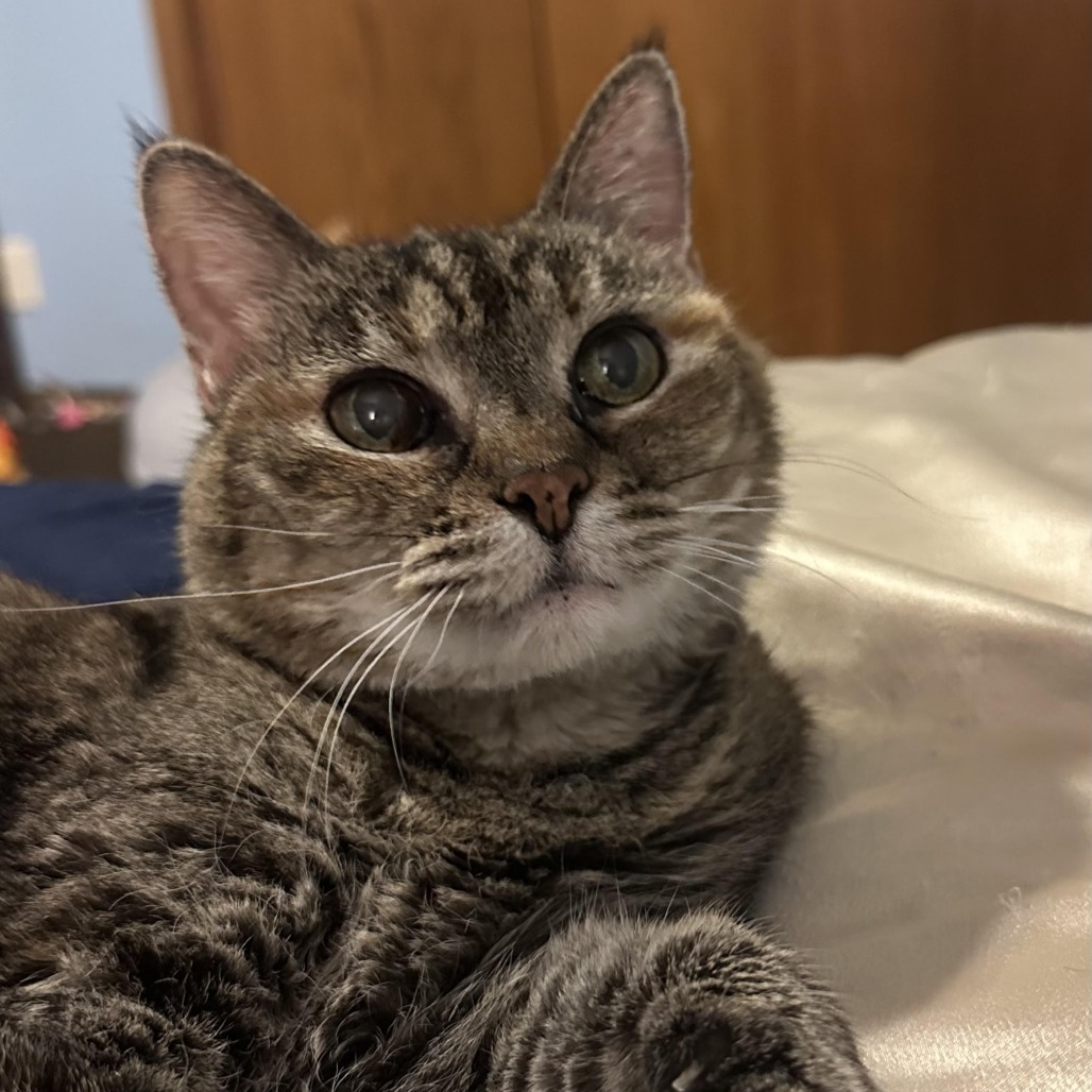 Suzi, an adoptable Domestic Short Hair in Wichita, KS, 67208 | Photo Image 6