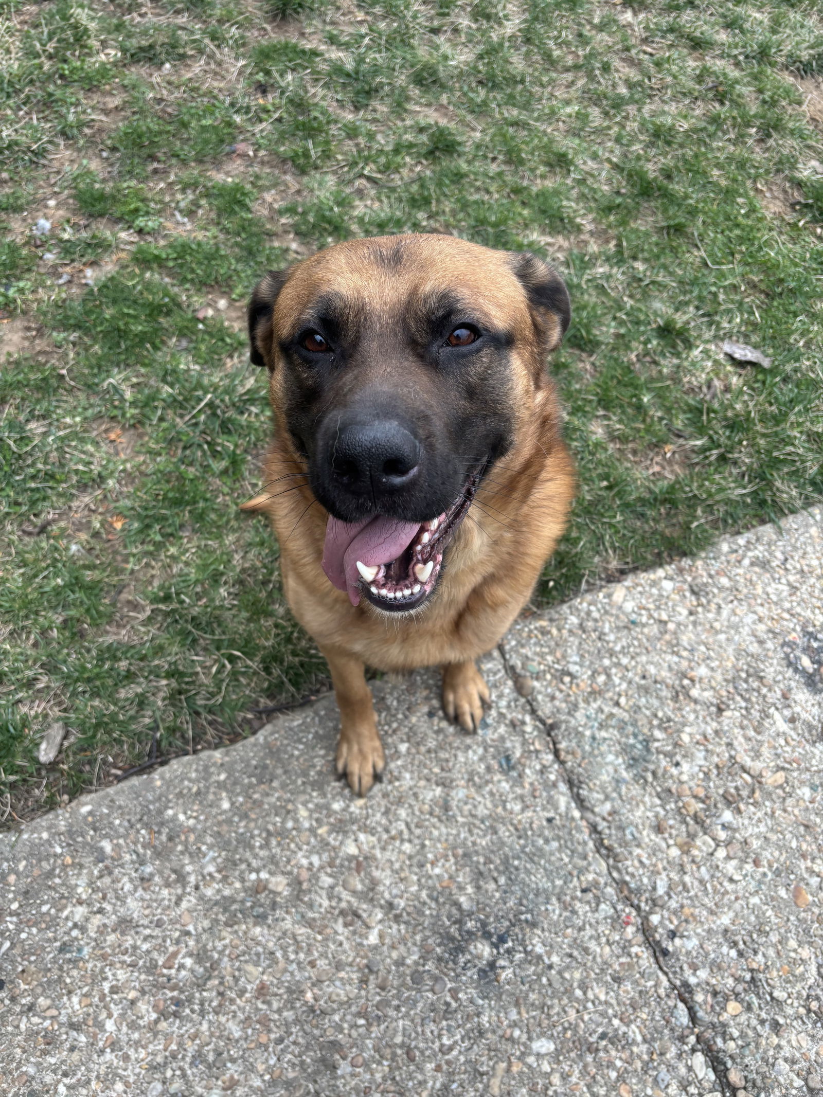 Bishop, an adoptable Shepherd, Bullmastiff in Baltimore, MD, 21209 | Photo Image 1