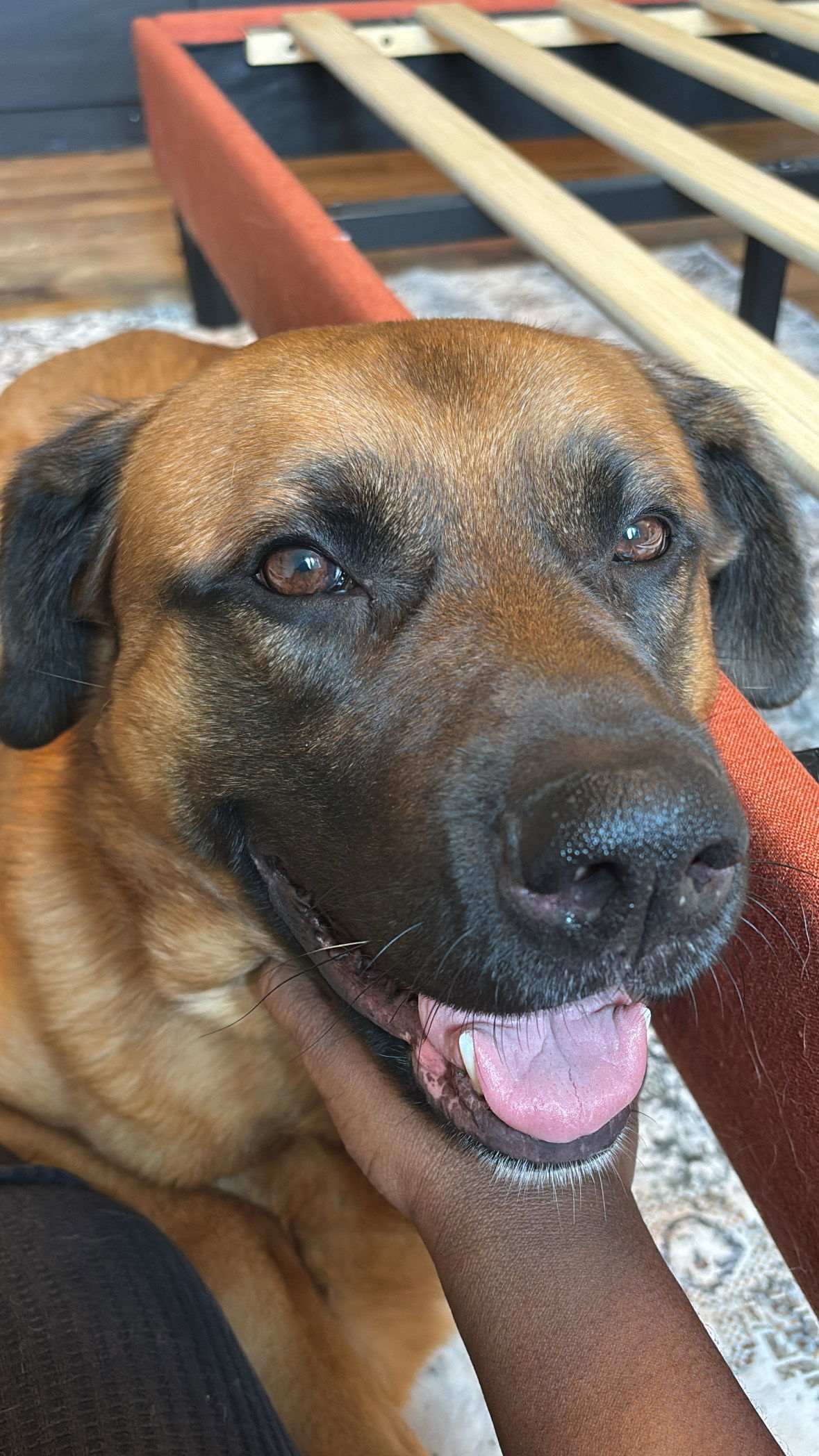 Bishop, an adoptable Shepherd, Bullmastiff in Baltimore, MD, 21209 | Photo Image 2