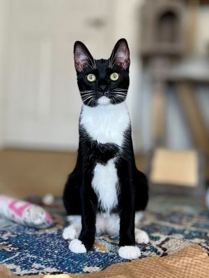 Taki, Young Male unknown