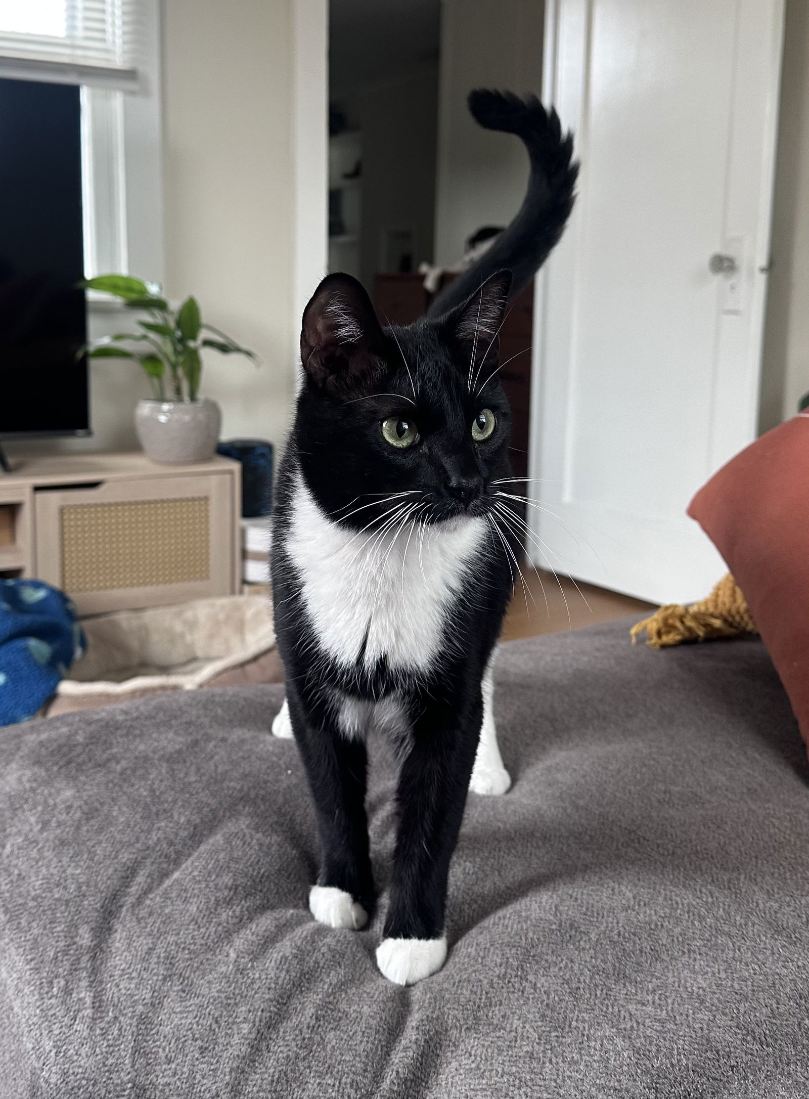 Taki