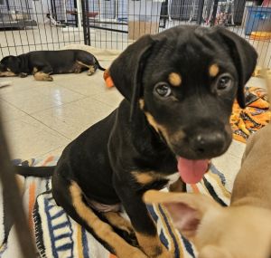 Jonah, Baby Male Rottweiler