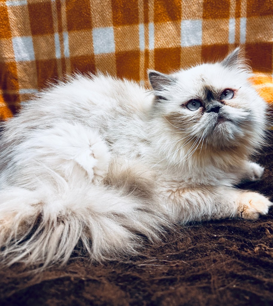 Sophie, an adoptable Persian in Lemoore, CA, 93245 | Photo Image 1
