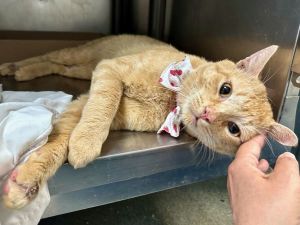 Tango Domestic Short Hair Cat