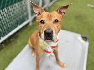 Nailah Mixed Breed Dog
