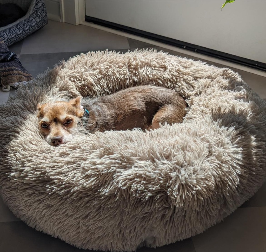 Coco Bean, an adoptable Chihuahua in Cloquet, MN, 55720 | Photo Image 1