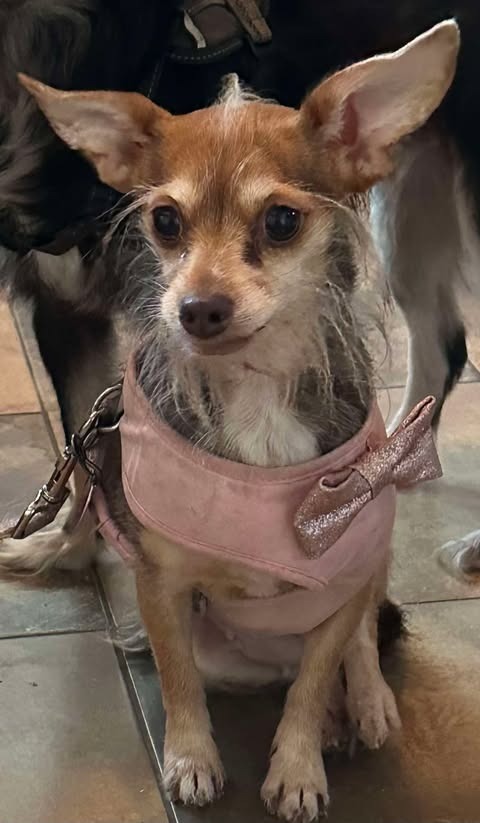 Coco Bean, an adoptable Chihuahua in Cloquet, MN, 55720 | Photo Image 2