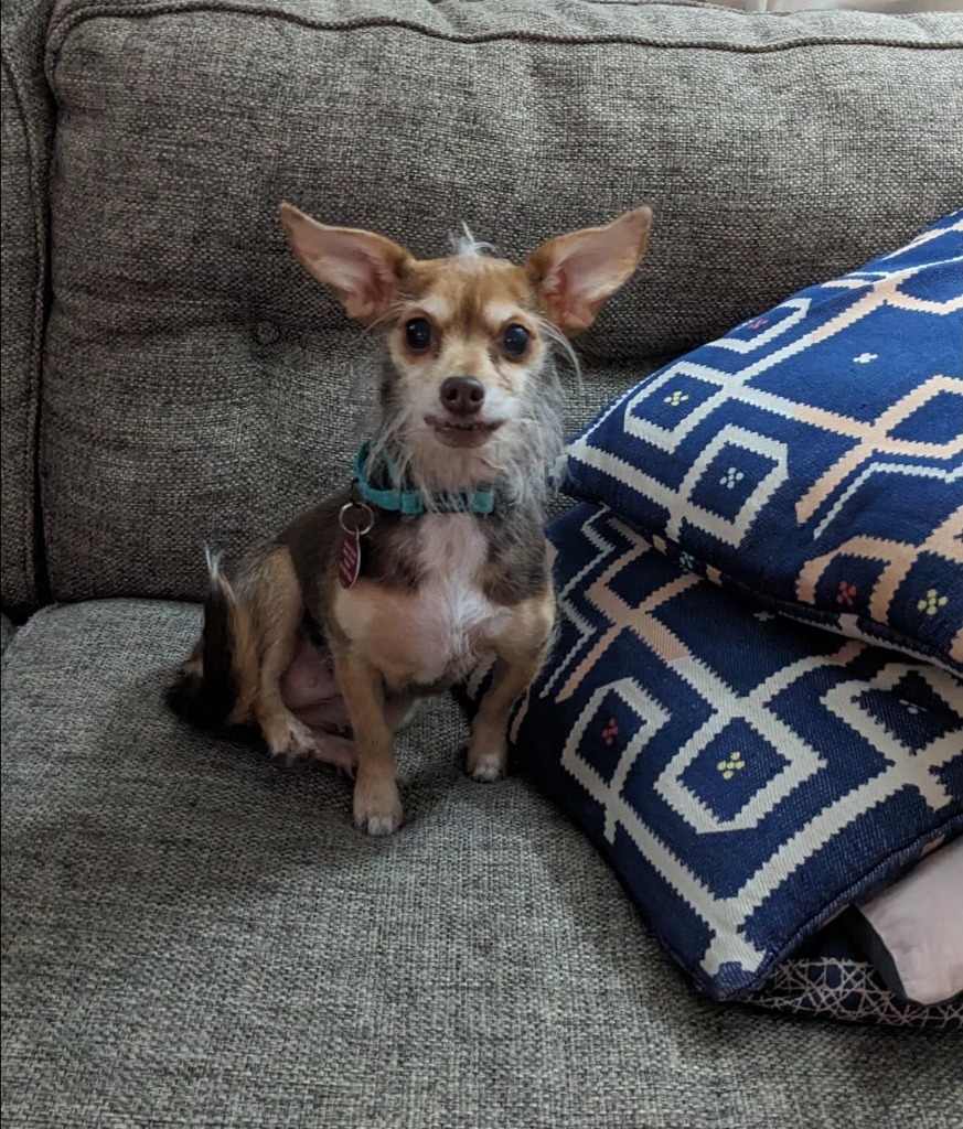 Coco Bean, an adoptable Chihuahua in Cloquet, MN, 55720 | Photo Image 3