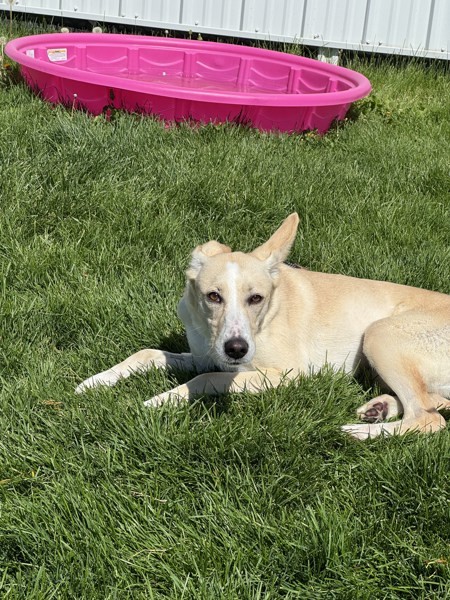 Georgia 44462, an adoptable Labrador Retriever, Whippet in Pocatello, ID, 83205 | Photo Image 1