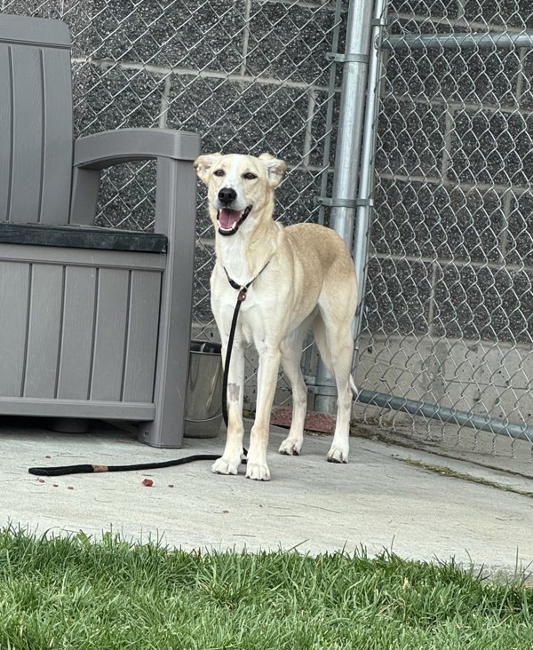 Georgia 44462, an adoptable Labrador Retriever, Whippet in Pocatello, ID, 83205 | Photo Image 2
