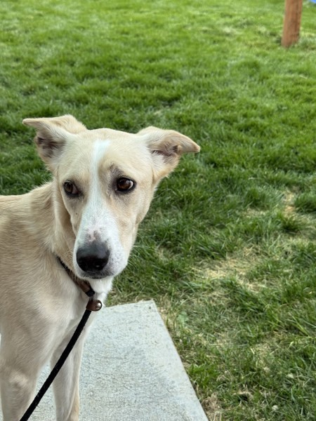 Georgia 44462, an adoptable Labrador Retriever, Whippet in Pocatello, ID, 83205 | Photo Image 3