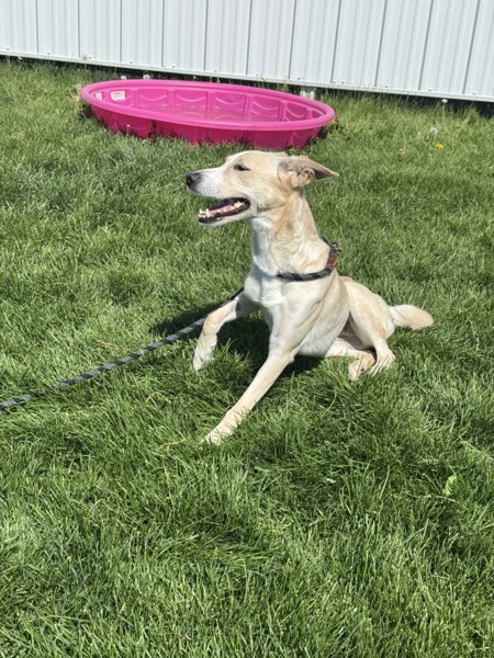 Georgia 44462, an adoptable Labrador Retriever, Whippet in Pocatello, ID, 83205 | Photo Image 4