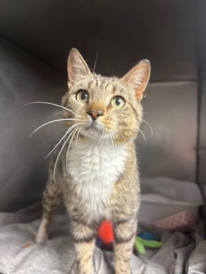 Mad Max Domestic Short Hair Cat
