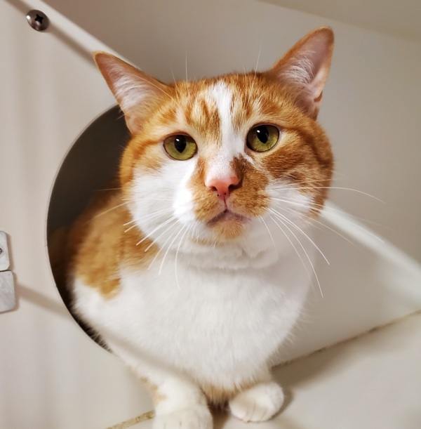 Elliot