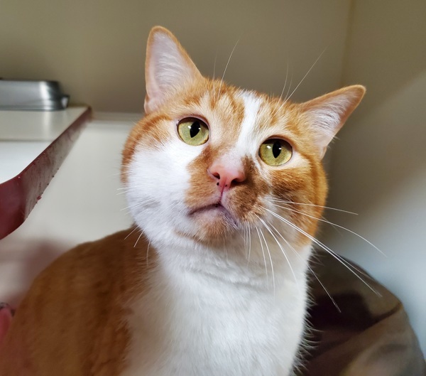 Elliot