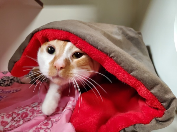 Elliot