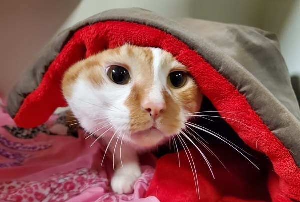 Elliot