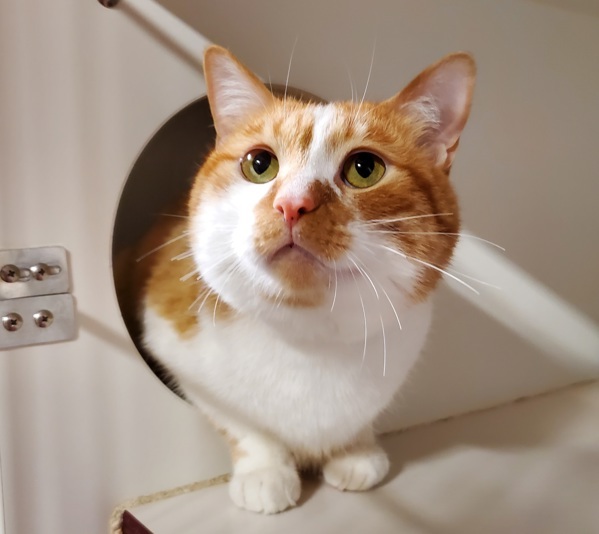 Elliot