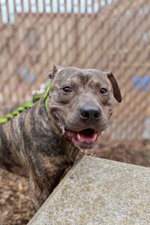 Arcade, Adult Male Mixed Breed