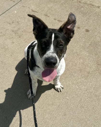 Oreo